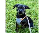 Adopt Bagel (Grey) a Mixed Breed, Dachshund