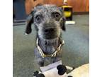 Adopt Taco (dark blue) a Mixed Breed, Dachshund