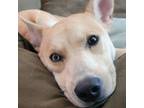 Adopt 558 a Husky