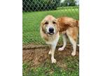 Adopt Squirrel a Great Pyrenees