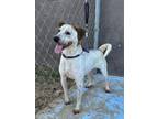 Adopt Chevas a Affenpinscher, Beagle