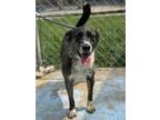 Adopt Zeus a Shepherd, Mixed Breed