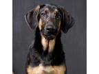 Adopt Randall a German Shepherd Dog