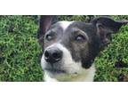 Adopt MASCARITA a Greyhound