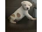 Adopt Dewey a Pit Bull Terrier