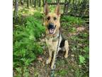Adopt Rex a German Shepherd Dog