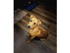 Adopt Teddy Graham a Mixed Breed
