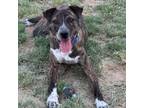 Adopt Buster a Treeing Walker Coonhound, Terrier