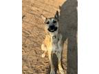 Adopt Walker a Shepherd, Mixed Breed