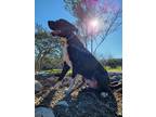 Adopt Yolo a Black - with White Labrador Retriever / American Pit Bull Terrier /
