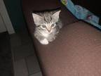 Baby Kittens