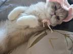 Persian Female Cream Kitten