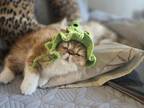 Exotic Shorthair Male Red Kitten One