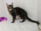 Alien Brown Tabby Female