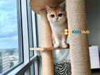Mimi Ny 12 Gold Female Kitty