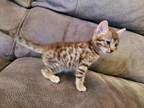 Bengal X Highlandlynx Kittens