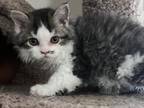 Selkirk Rex Curly Kittens