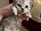 Selkirk Rex Curly Brother And Sister