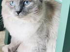 Ragdoll Stud Service Kats Ravishing Ragdolls