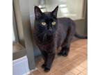Beauty, Domestic Shorthair For Adoption In Truckee, California