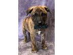 Loki, Labrador Retriever For Adoption In Lodi, California