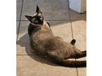 Salem (formerly Selina), Siamese For Adoption In Austin, Texas