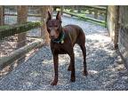 Breckenridge, Doberman Pinscher For Adoption In Greensboro, North Carolina