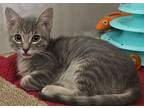Cassie, Russian Blue For Adoption In San Diego, California