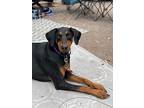 Courtesy Post Maeby (calgary, Ab), Doberman Pinscher For Adoption In Edmonton