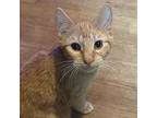 Murray, Domestic Shorthair For Adoption In Buhl, Idaho