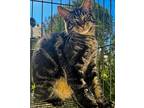 Jim Beam, Domestic Shorthair For Adoption In Buhl, Idaho