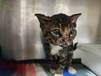Kauai, Domestic Shorthair For Adoption In Buhl, Idaho