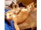 Elliot, Siamese For Adoption In Henderson, Nevada