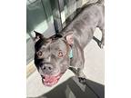 Leroy, American Staffordshire Terrier For Adoption In Henderson, Nevada