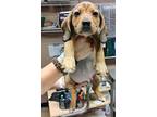 Copper Aka Ej, Labrador Retriever For Adoption In Newport, North Carolina