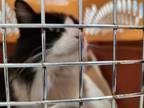 Stray, Domestic Longhair For Adoption In Danville, Illinois