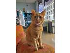 Ginger, Domestic Shorthair For Adoption In Camden, Tennessee