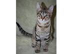Spicy, Domestic Shorthair For Adoption In Attalla, Alabama