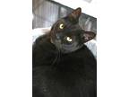 Patpat, Domestic Shorthair For Adoption In Attalla, Alabama
