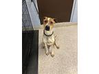 Fallow, American Pit Bull Terrier For Adoption In Georgetown, Ohio