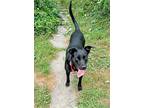 Ember, American Staffordshire Terrier For Adoption In Norristown, Pennsylvania