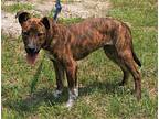 Jim Bob, Labrador Retriever For Adoption In Attalla, Alabama