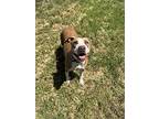 Donna Barkin, Staffordshire Bull Terrier For Adoption In Chico, California