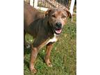Pretty Girl, Labrador Retriever For Adoption In Attalla, Alabama
