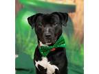 Prince (shrek), Labrador Retriever For Adoption In Newnan, Georgia