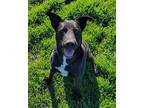 Takota, Labrador Retriever For Adoption In Chico, California