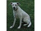 Dolly, Labrador Retriever For Adoption In Attalla, Alabama