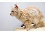 Valentina, Persian For Adoption In Montclair, New Jersey