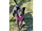 Shelby, Terrier (unknown Type, Small) For Adoption In Darlington, South Carolina