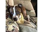 Harry, American Staffordshire Terrier For Adoption In Columbia, South Carolina